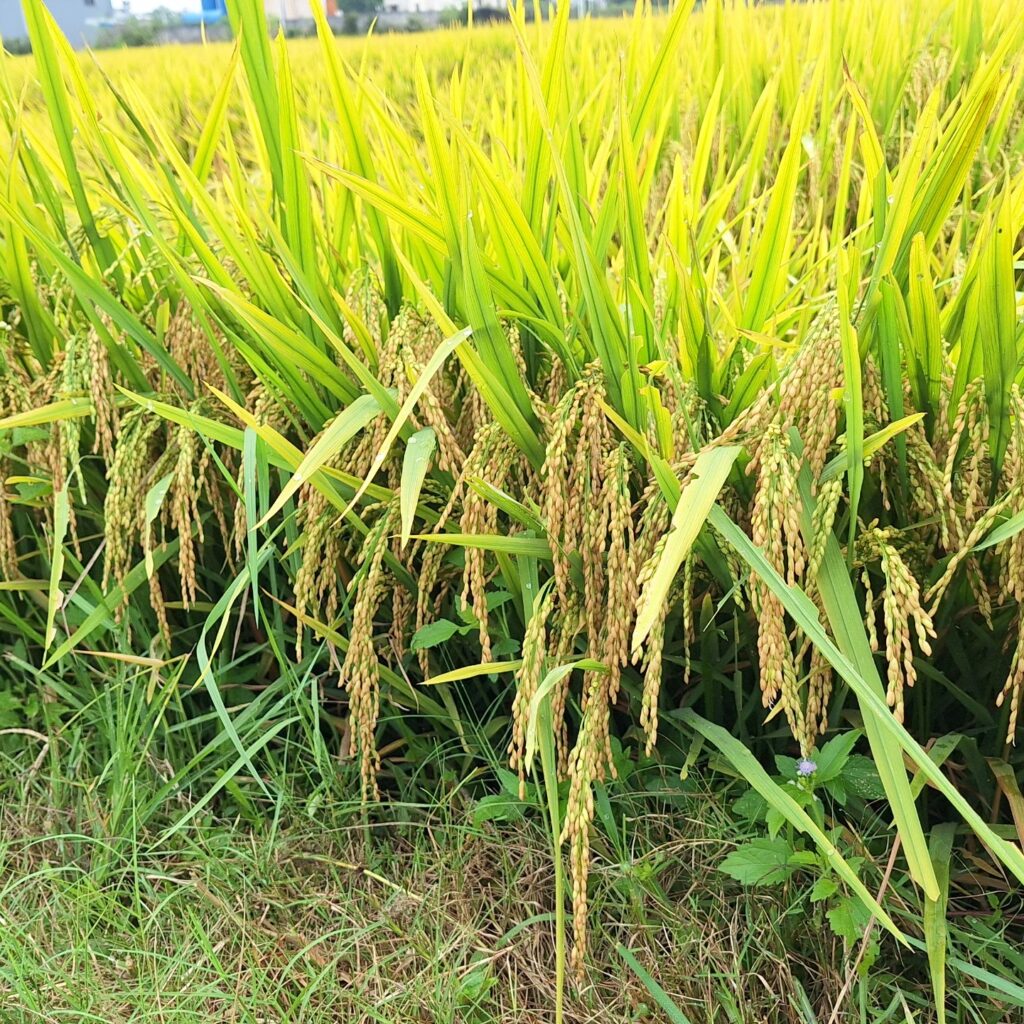 CÔNG TY CỔ PHẦN MỘC ĐIỀN