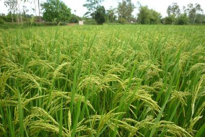 CÔNG TY CỔ PHẦN MỘC ĐIỀN