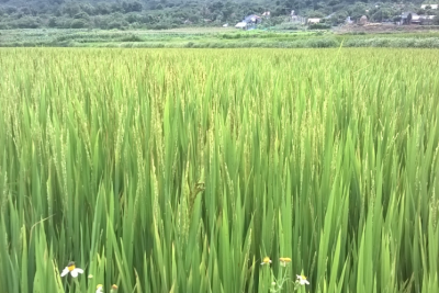 CÔNG TY CỔ PHẦN MỘC ĐIỀN