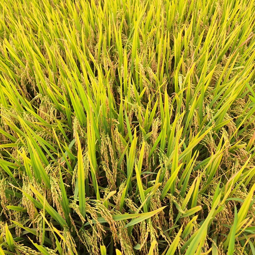 CÔNG TY CỔ PHẦN MỘC ĐIỀN