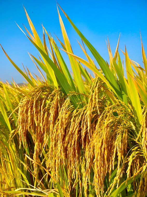 CÔNG TY CỔ PHẦN MỘC ĐIỀN