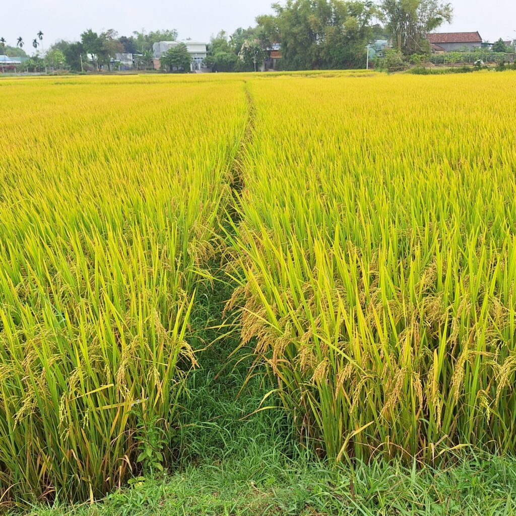 CÔNG TY CỔ PHẦN MỘC ĐIỀN