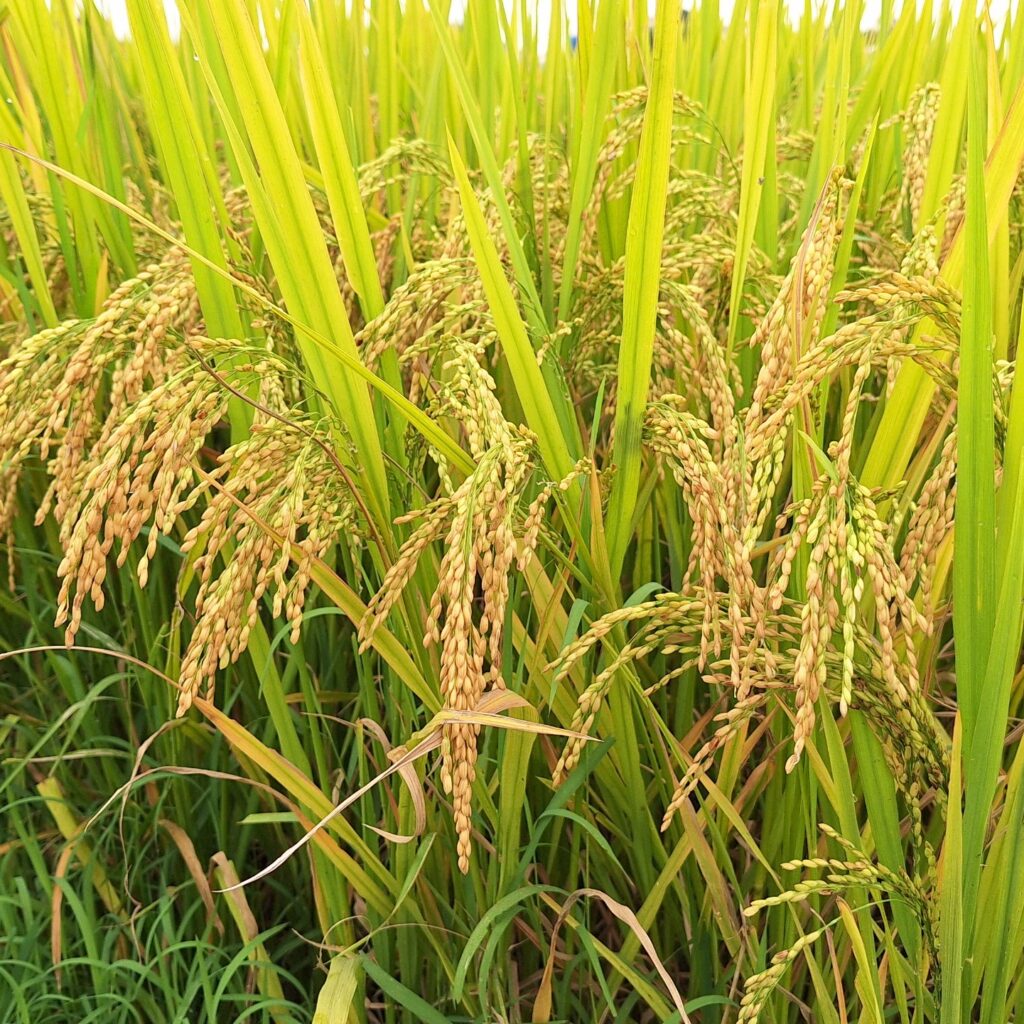 CÔNG TY CỔ PHẦN MỘC ĐIỀN