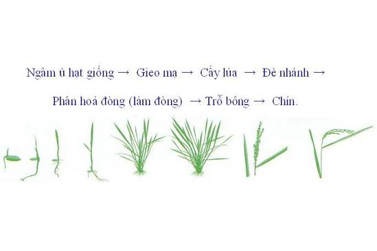 CÔNG TY CỔ PHẦN MỘC ĐIỀN