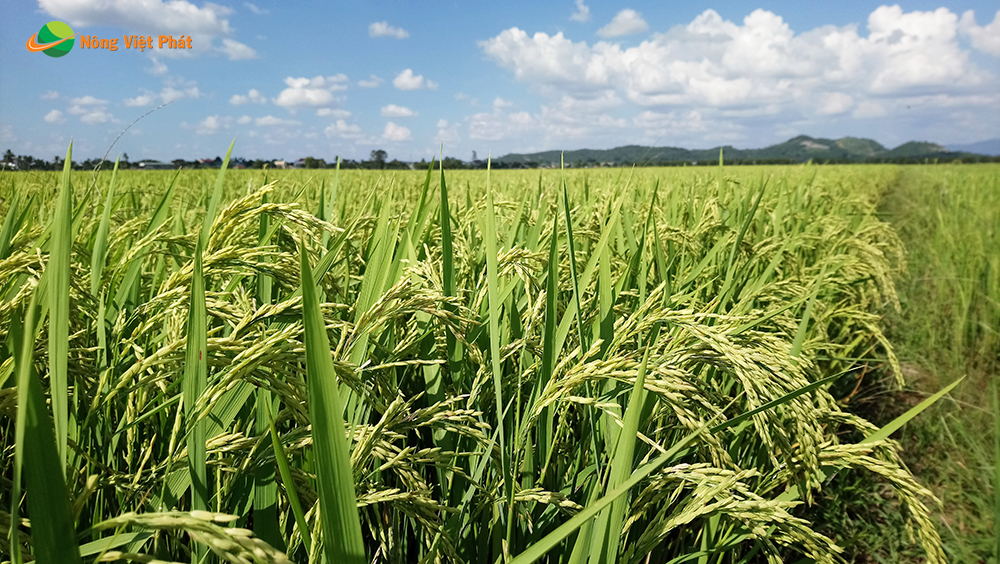 CÔNG TY CỔ PHẦN MỘC ĐIỀN