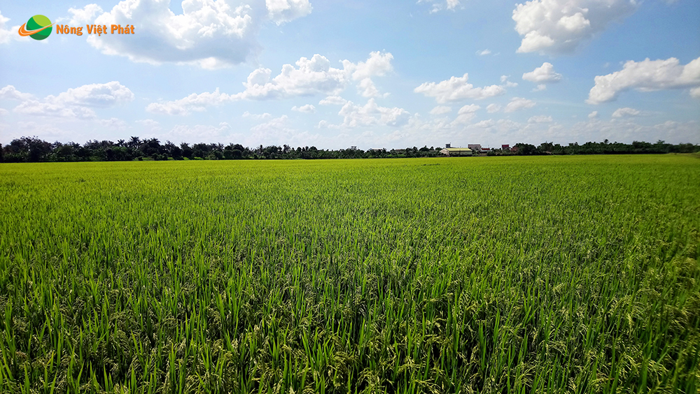 CÔNG TY CỔ PHẦN MỘC ĐIỀN