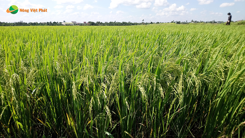 CÔNG TY CỔ PHẦN MỘC ĐIỀN