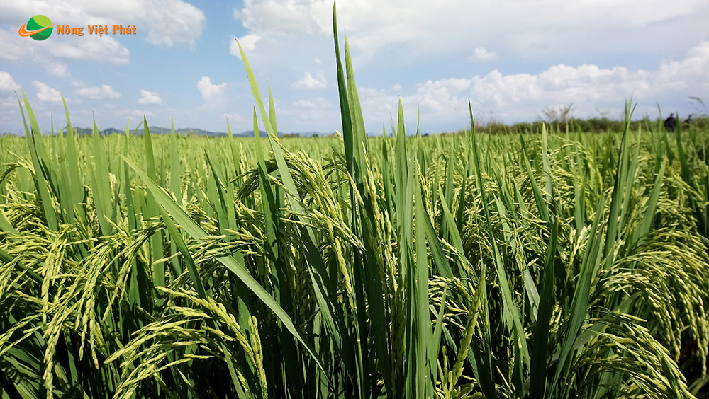 CÔNG TY CỔ PHẦN MỘC ĐIỀN