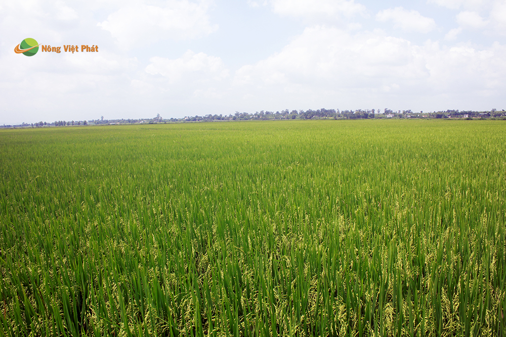 CÔNG TY CỔ PHẦN MỘC ĐIỀN