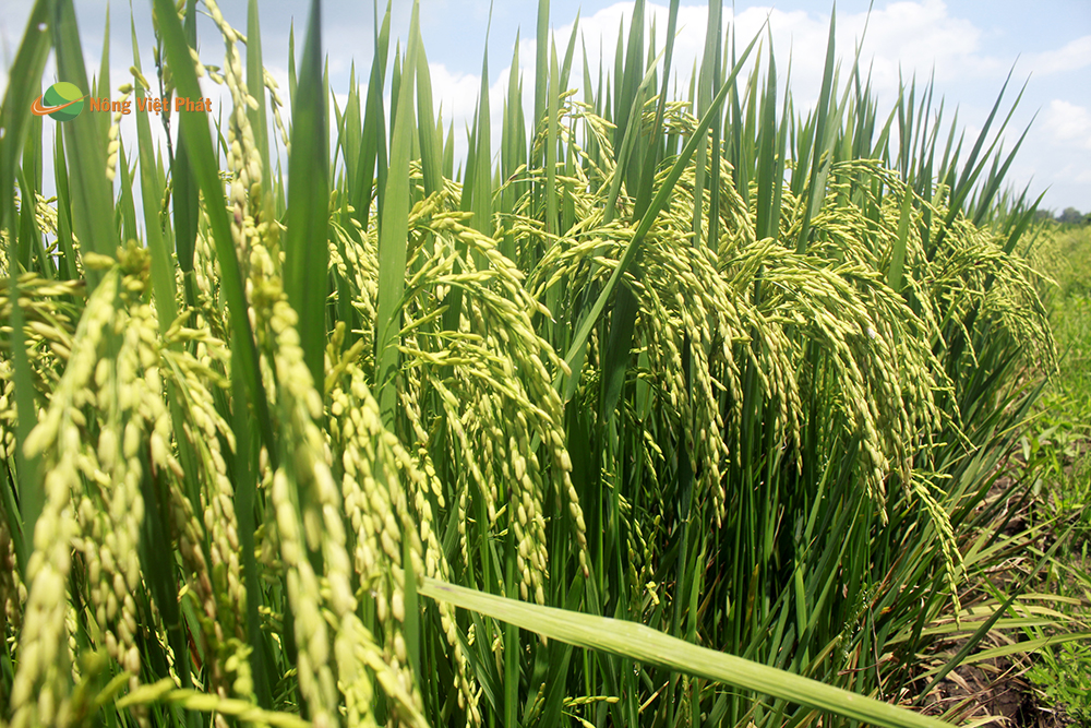 CÔNG TY CỔ PHẦN MỘC ĐIỀN