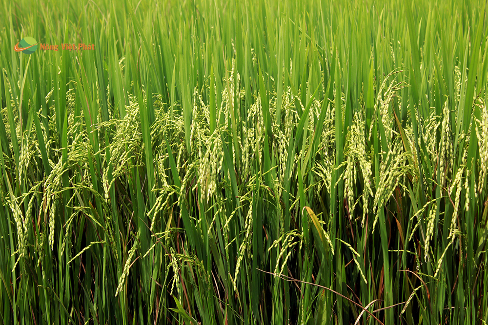 CÔNG TY CỔ PHẦN MỘC ĐIỀN