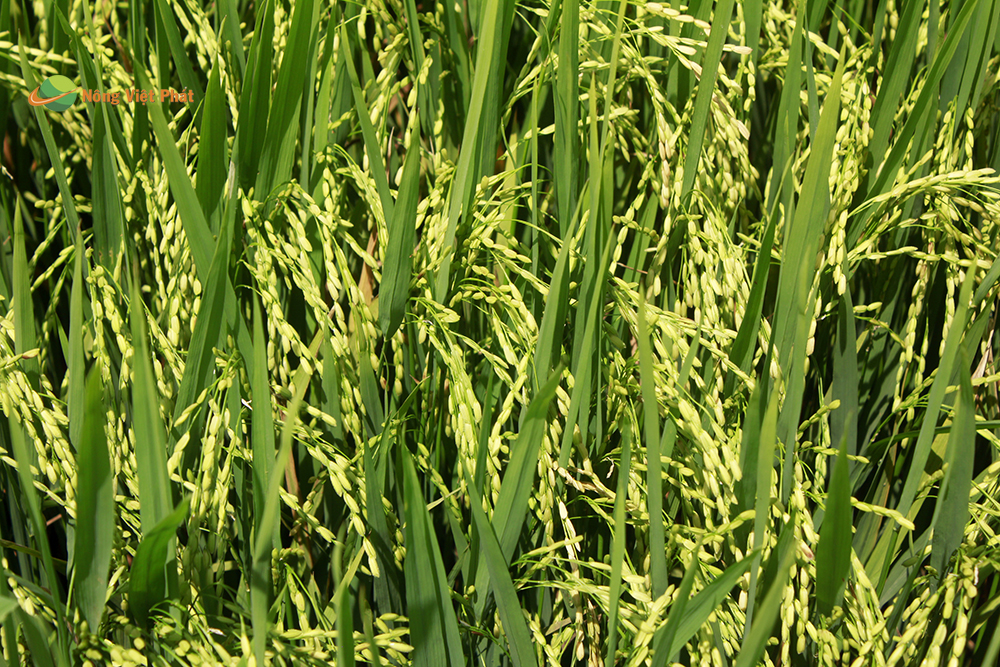 CÔNG TY CỔ PHẦN MỘC ĐIỀN