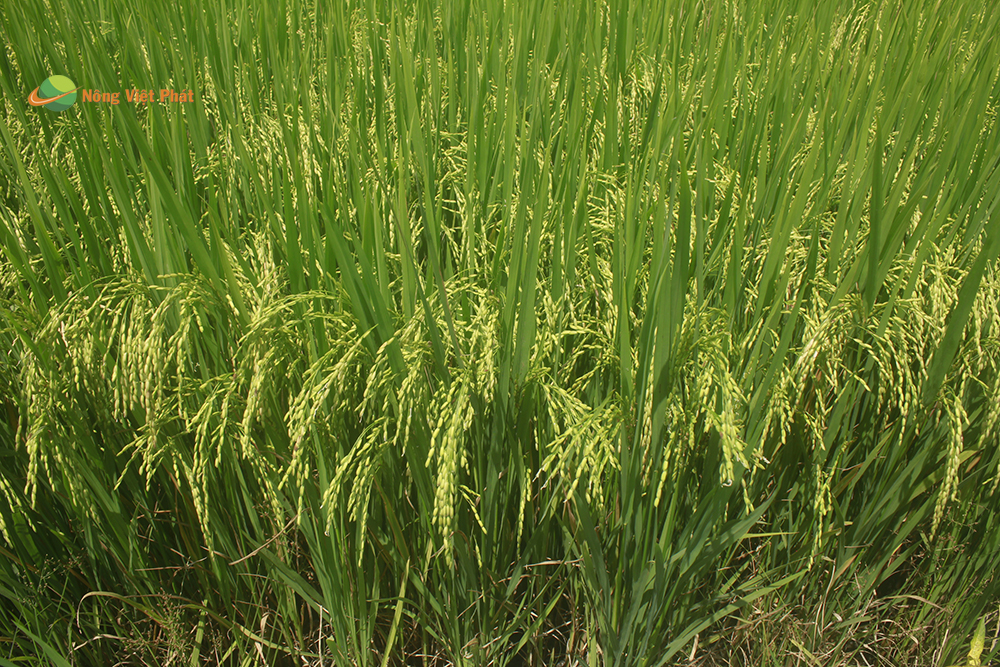 CÔNG TY CỔ PHẦN MỘC ĐIỀN