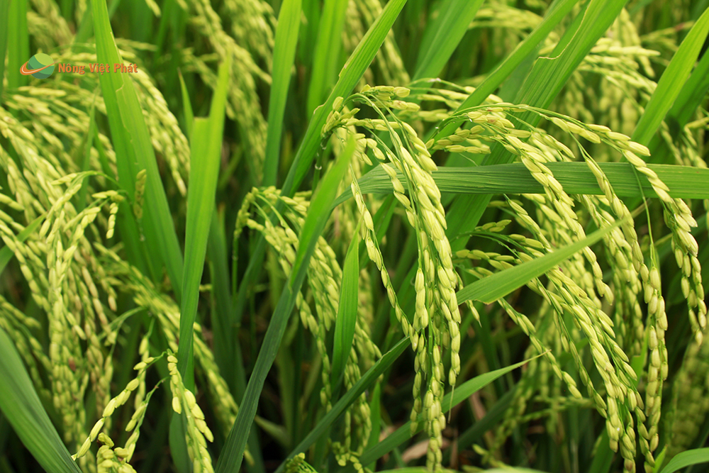 CÔNG TY CỔ PHẦN MỘC ĐIỀN