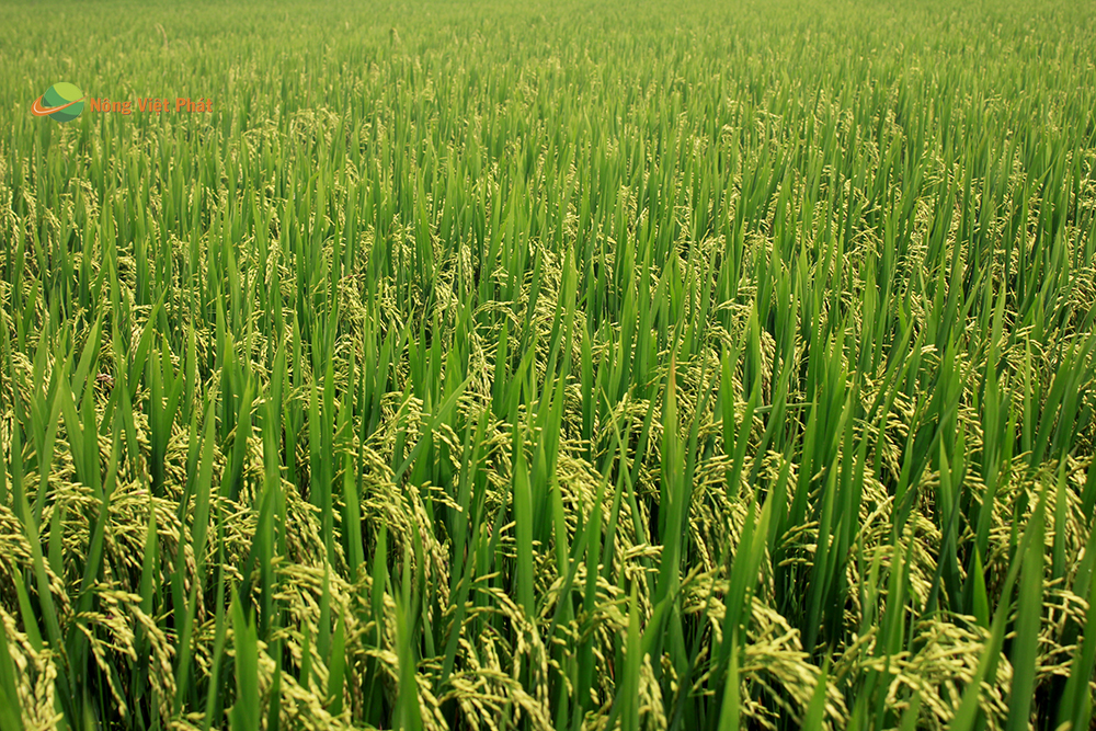 CÔNG TY CỔ PHẦN MỘC ĐIỀN