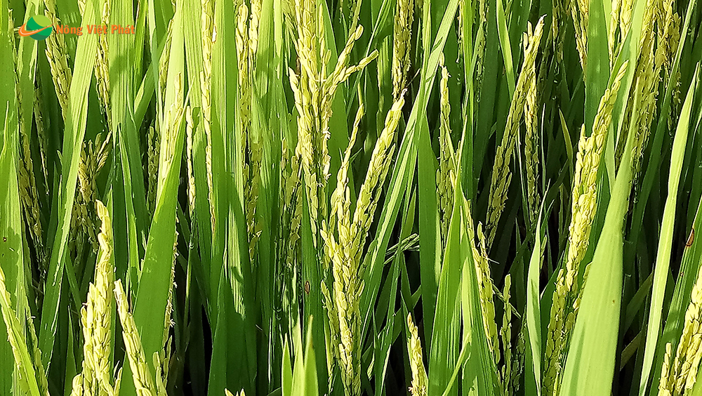 CÔNG TY CỔ PHẦN MỘC ĐIỀN