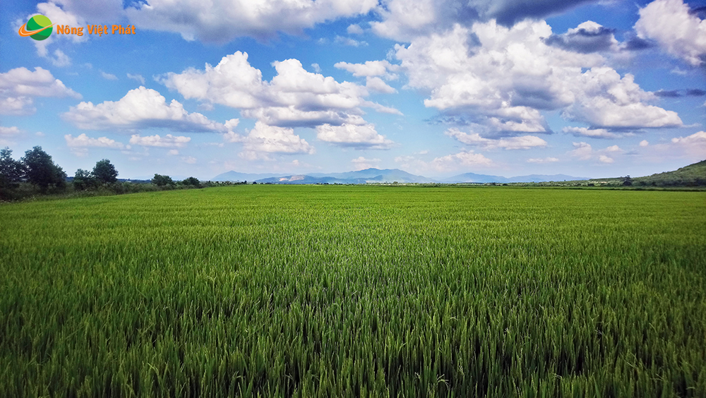 CÔNG TY CỔ PHẦN MỘC ĐIỀN