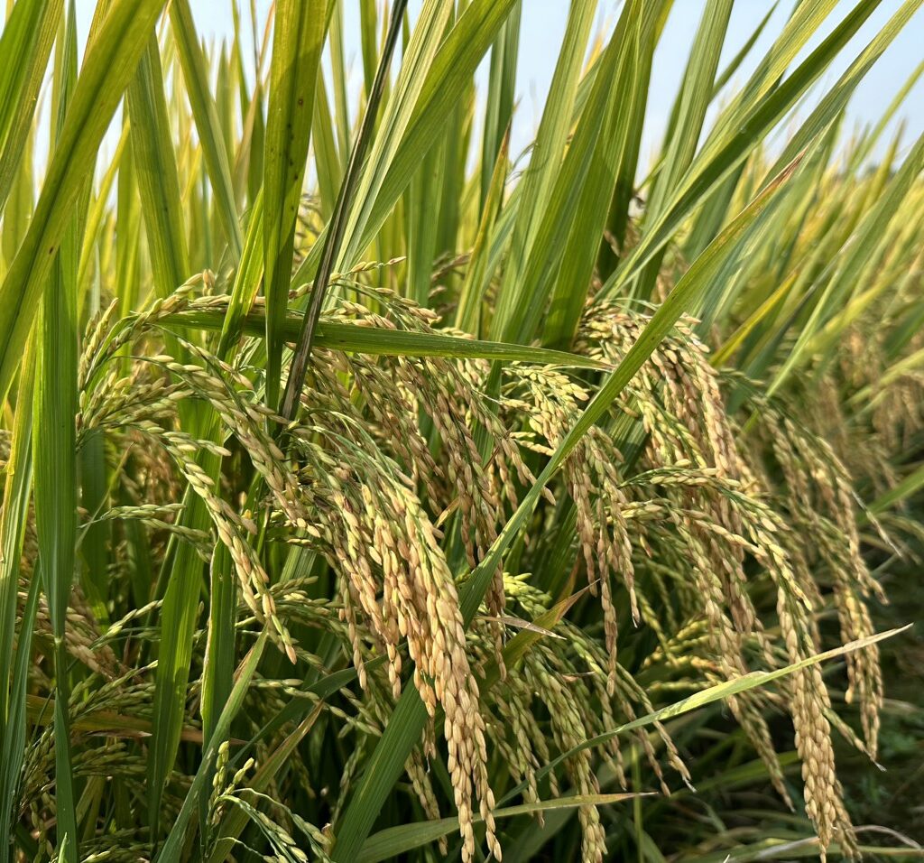 CÔNG TY CỔ PHẦN MỘC ĐIỀN