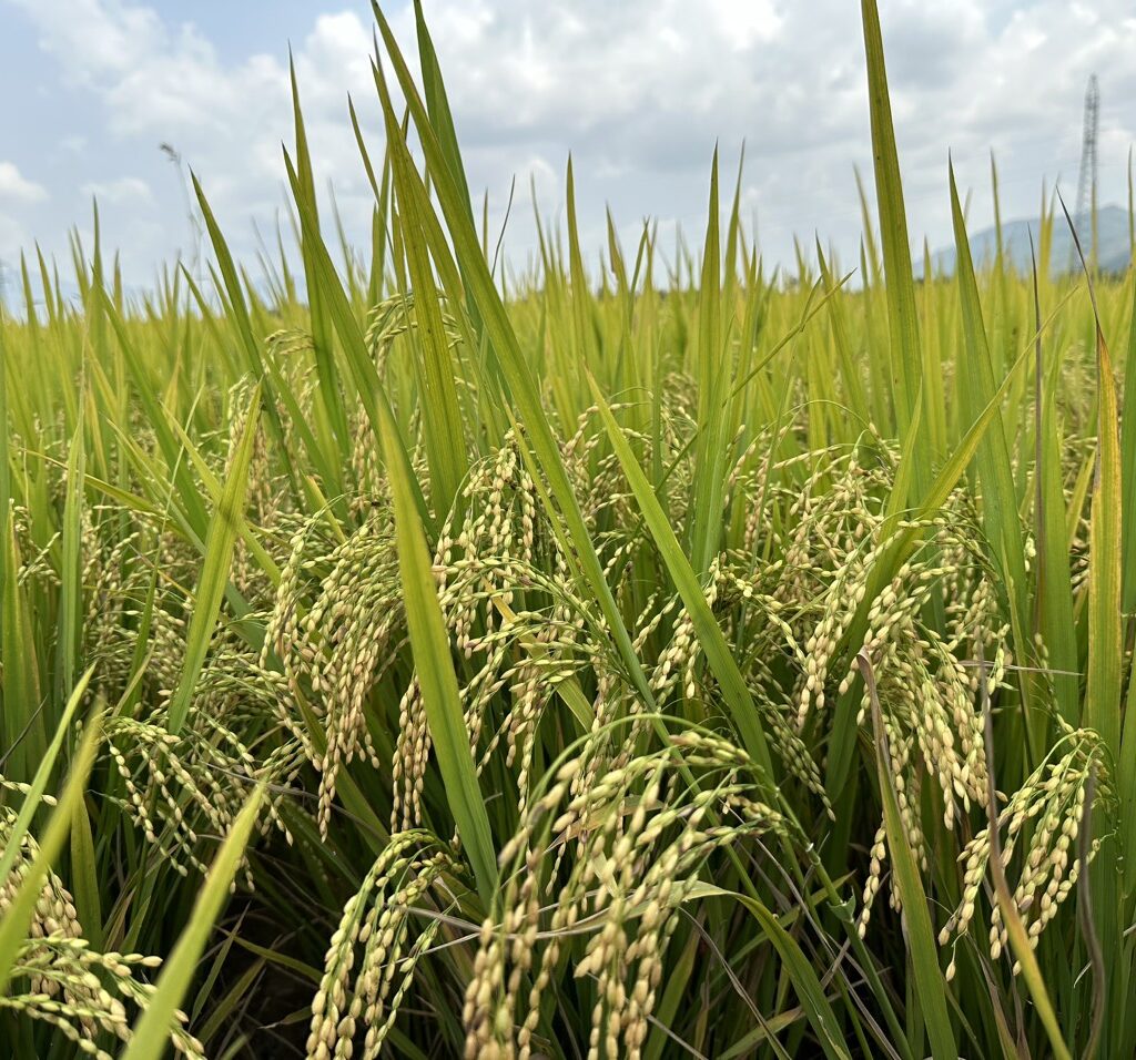 CÔNG TY CỔ PHẦN MỘC ĐIỀN