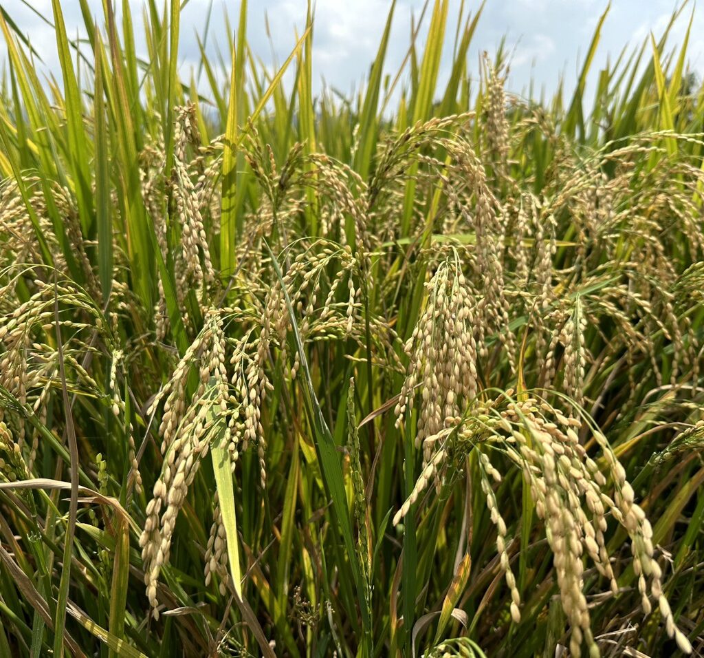 CÔNG TY CỔ PHẦN MỘC ĐIỀN